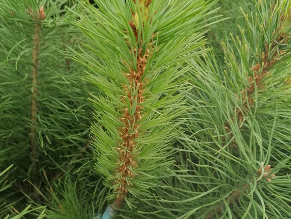 成品紅嫁紅營養(yǎng)杯苗